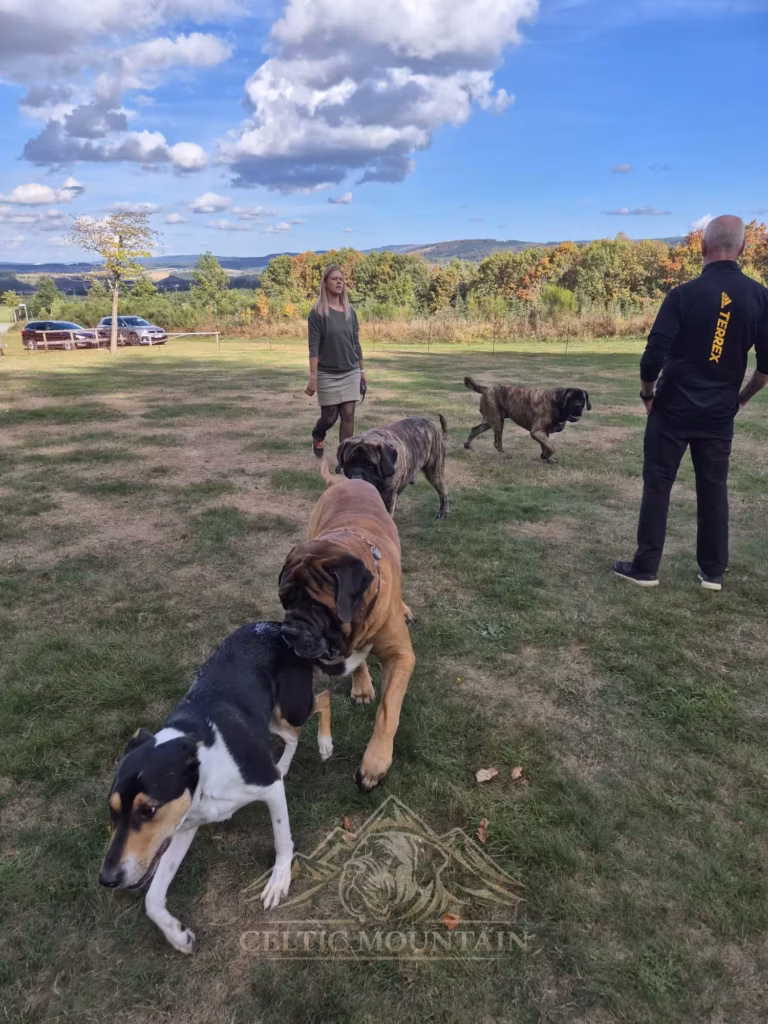 Ein rotbrauner Mastiff beschnuppert einen kleineren schwarz-weißen Hund auf der Wiese.