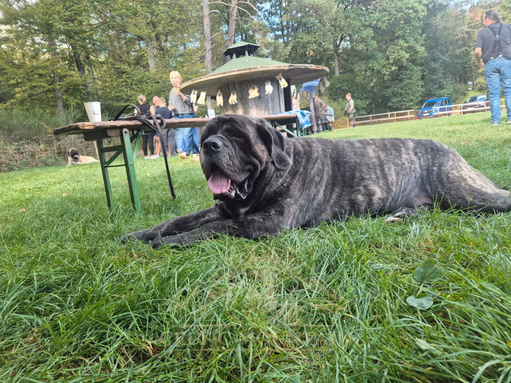 Ein gestromter Mastiff liegt mit erhobenem Kopf auf der Wiese; im Hintergrund steht der Pavillon.
