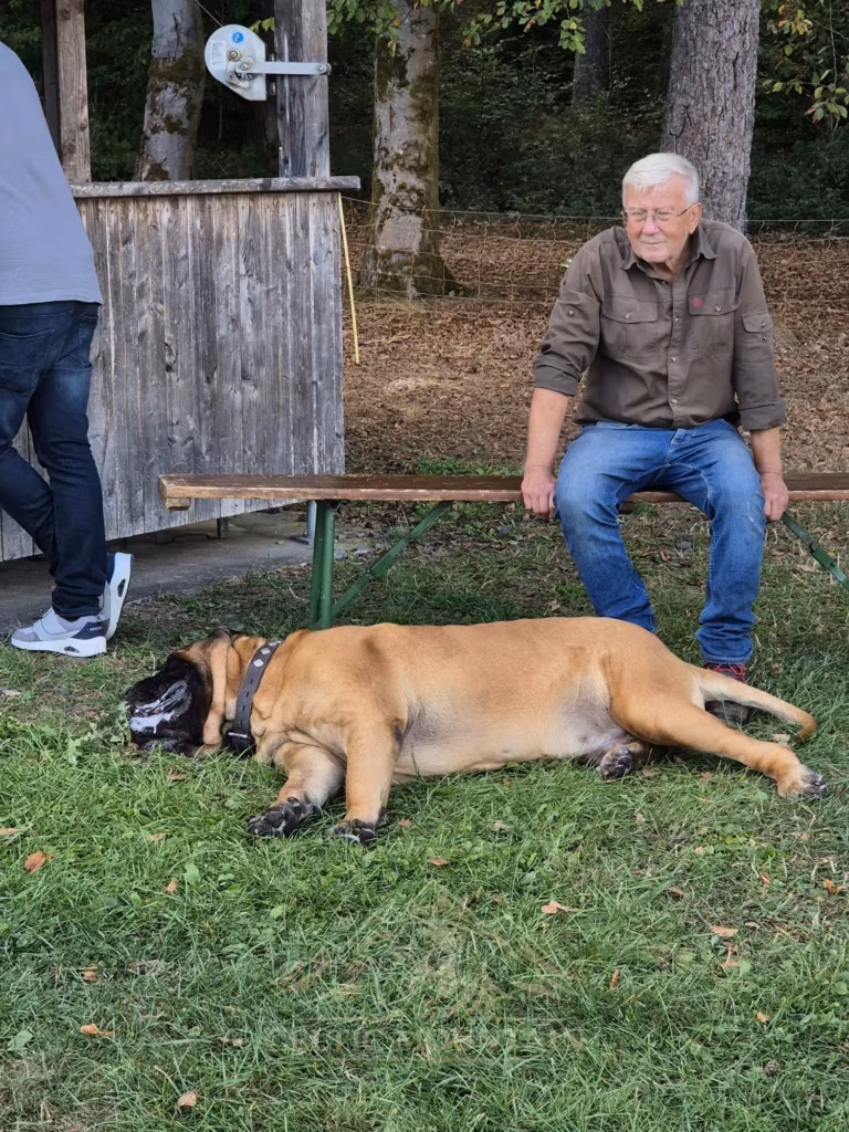Ein heller Mastiff liegt ausgestreckt auf der Seite vor einem Gast auf einer Holzbank.