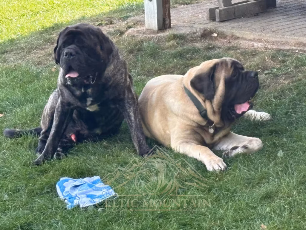 Ein gestromter Mastiff sitzt neben einem liegenden hellen Mastiff auf der Wiese.
