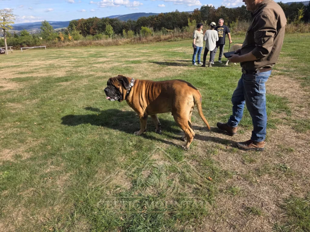 Ein Gast geht mit einem rotbraunen Mastiff an der Leine über die sonnige Wiese.