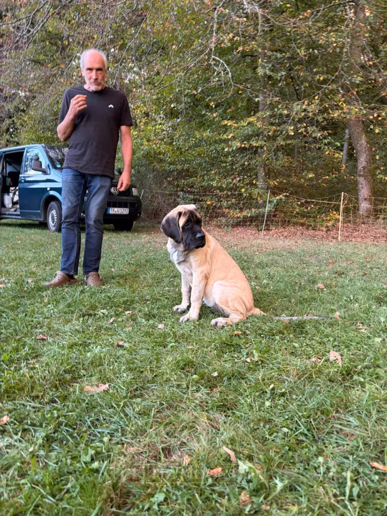 Ein heller Mastiff sitzt auf der Wiese und schaut zu einem Gast mit erhobener Hand.