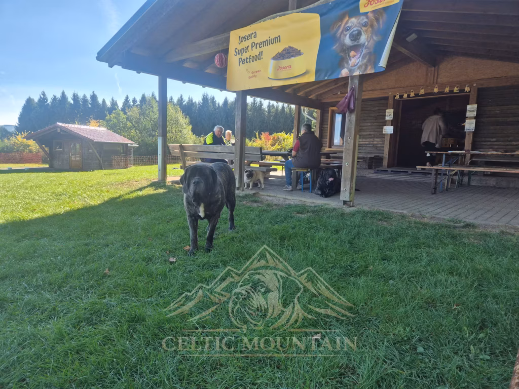 Ein gestromter Mastiff steht auf der sonnigen Wiese vor der Grillhütte mit Josera-Banner.
