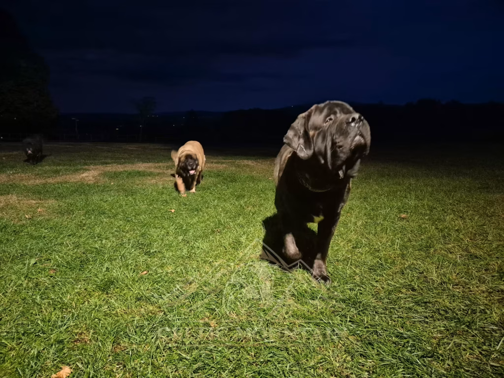Ein gestromter Mastiff läuft bei Dunkelheit auf die Kamera zu; ein heller Mastiff folgt auf der Wiese.