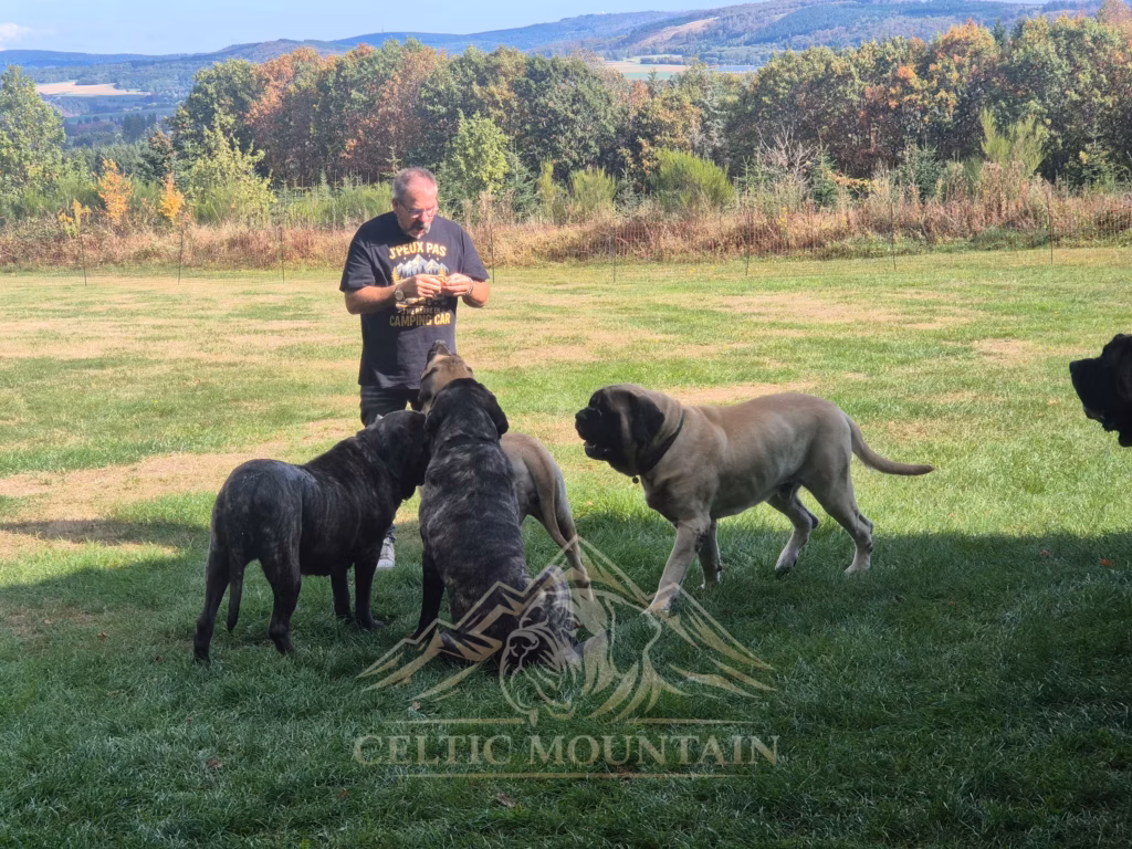Mehrere Mastiffs stehen und sitzen vor einem Gast auf der Wiese mit weitem Blick über die Landschaft.