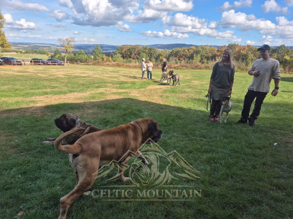 Ein rotbrauner Mastiff läuft an einem liegenden gestromten Hund vorbei; dahinter stehen Gäste auf der Wiese.