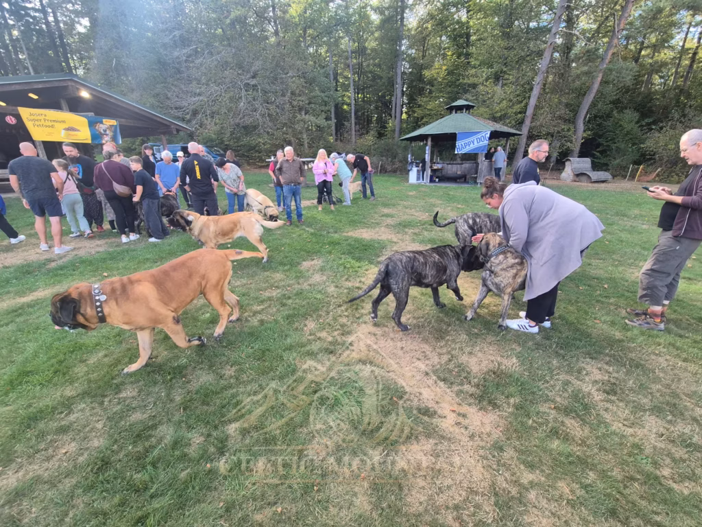 Mehrere Mastiffs laufen über die Wiese vor einer großen Gruppe von Gästen an der Grillhütte.