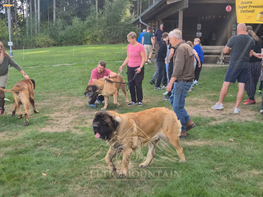 Ein heller Mastiff läuft im Vordergrund über die Wiese; hinter ihm stehen Gäste und weitere Hunde.