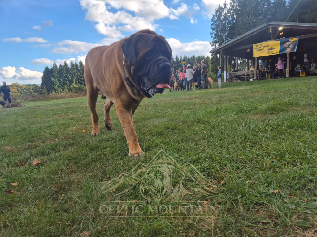 Ein rotbrauner Mastiff läuft auf die Kamera zu; dahinter sind Grillhütte, Gäste und Wolken zu sehen.