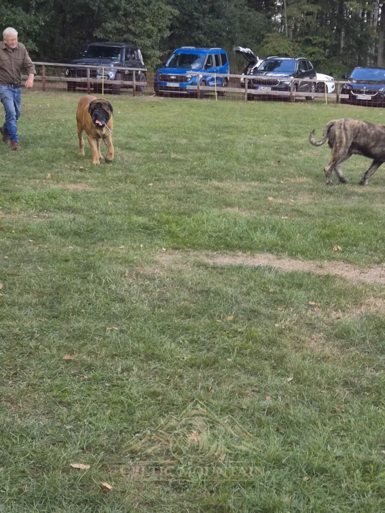 Ein rotbrauner und ein gestromter Mastiff laufen über die Wiese vor geparkten Autos.