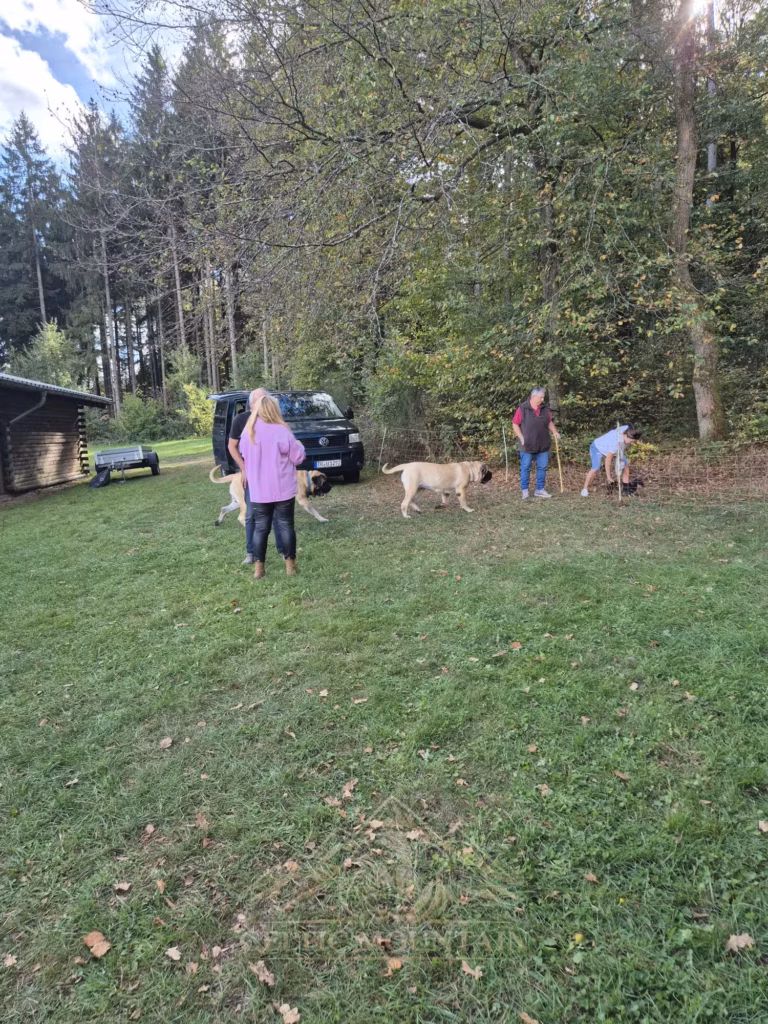 Ein Gast in einem lilafarbenen Oberteil geht über die Wiese; Hunde und weitere Gäste stehen dahinter.