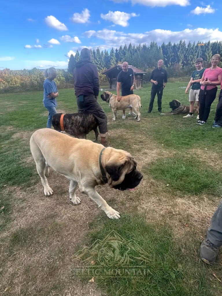 Ein heller Mastiff steht im Vordergrund auf der Wiese; dahinter sind mehrere Gäste und Hunde versammelt.