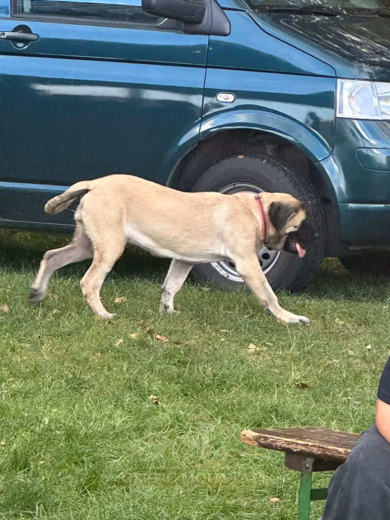 Ein heller Mastiff läuft seitlich an einem blauen Kleinbus vorbei.