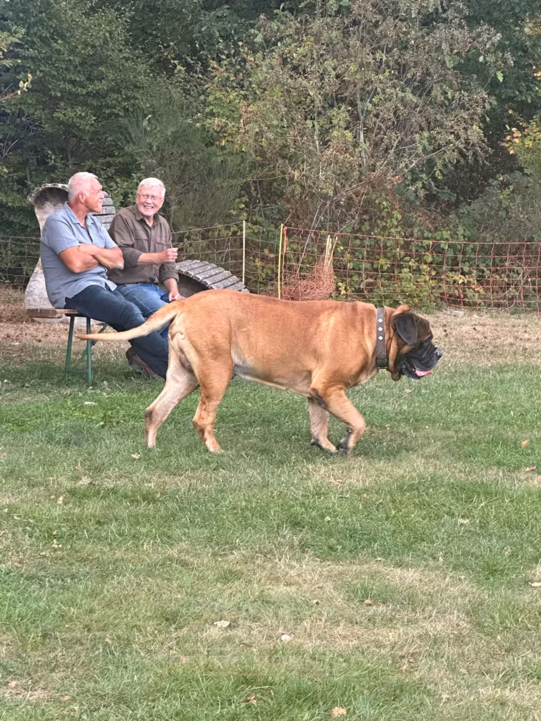 Ein rotbrauner Mastiff läuft vor einer Bank mit zwei sitzenden Gästen über die Wiese.