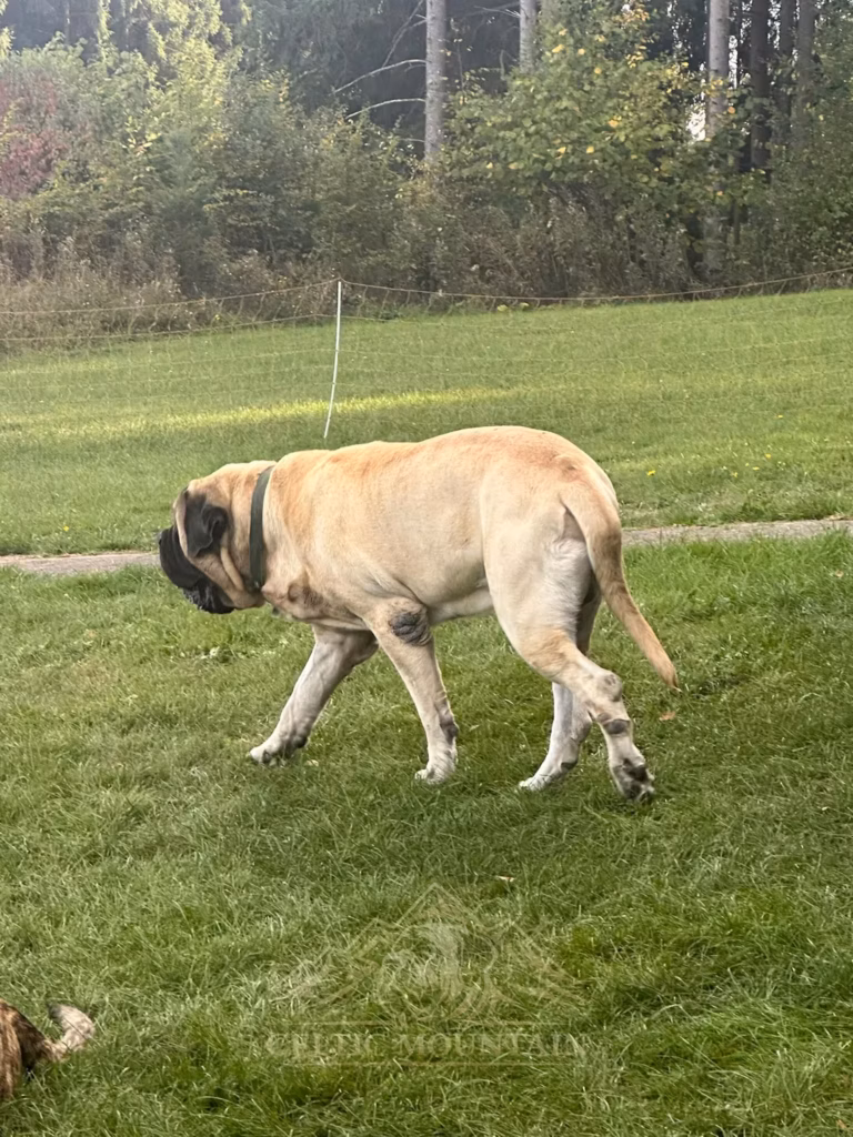 Ein heller Mastiff läuft mit gesenktem Kopf über die grüne Wiese.