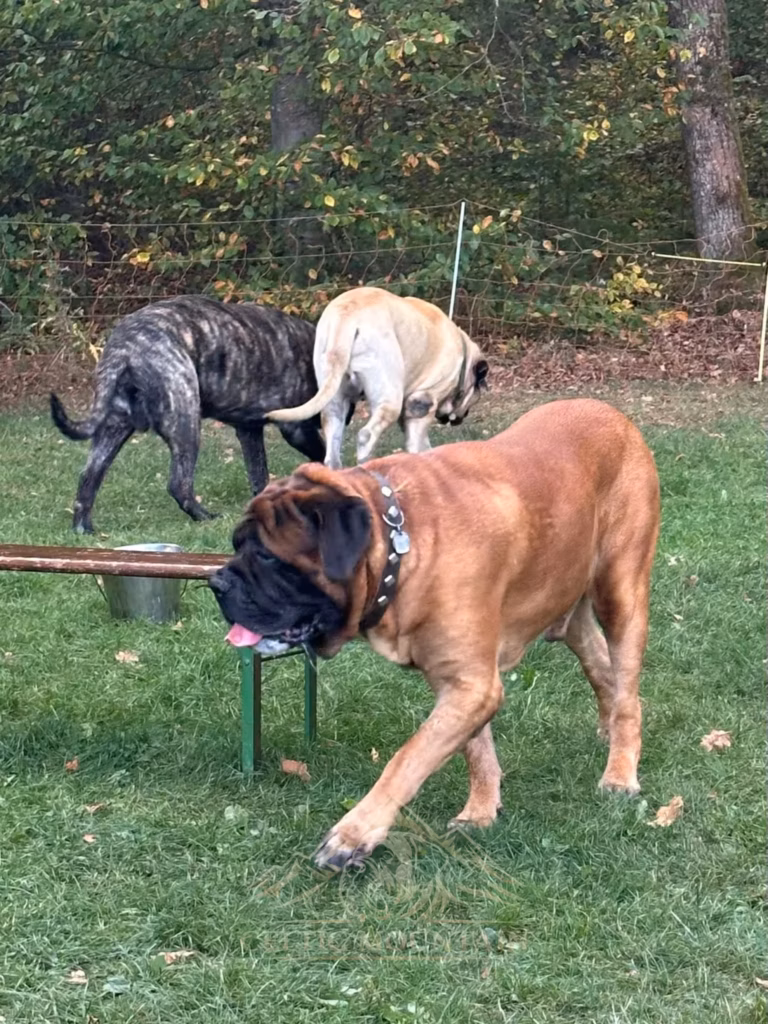 Ein rotbrauner Mastiff läuft neben einer Holzbank; ein heller und ein gestromter Hund stehen dahinter.