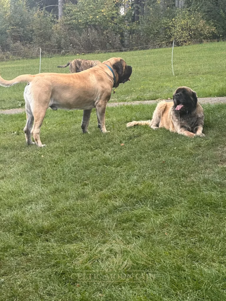 Ein heller Mastiff steht neben einem liegenden Mastiff auf der Wiese.