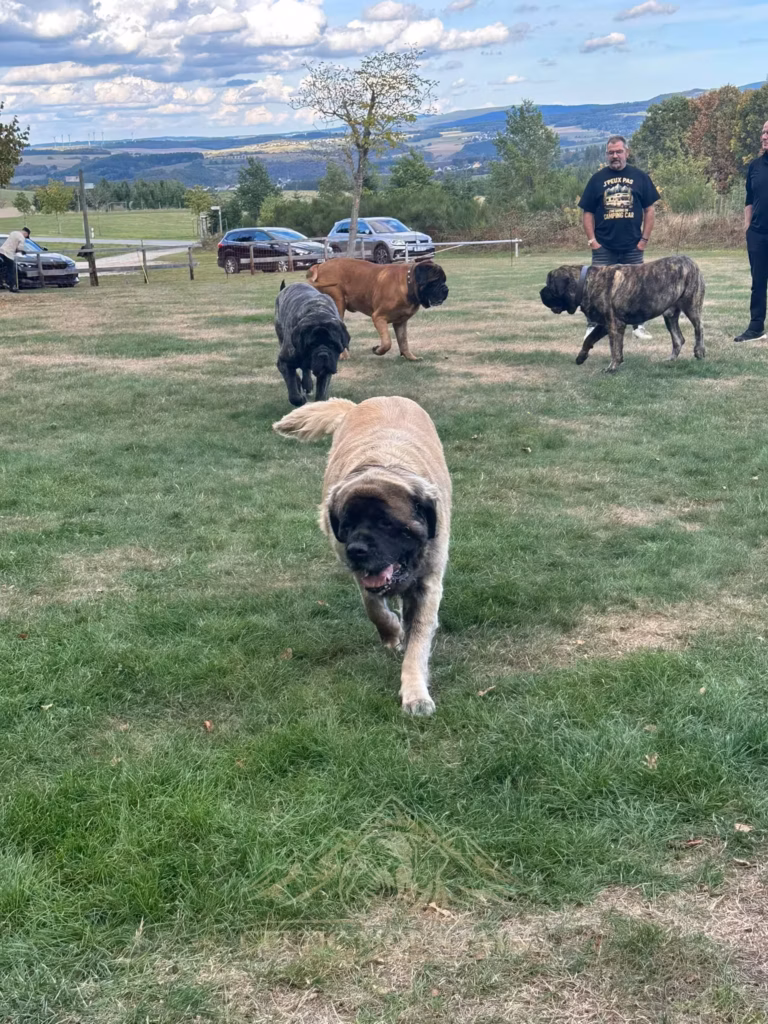 Ein heller Mastiff läuft frontal zur Kamera; weitere Mastiffs und ein Gast stehen hinter ihm.