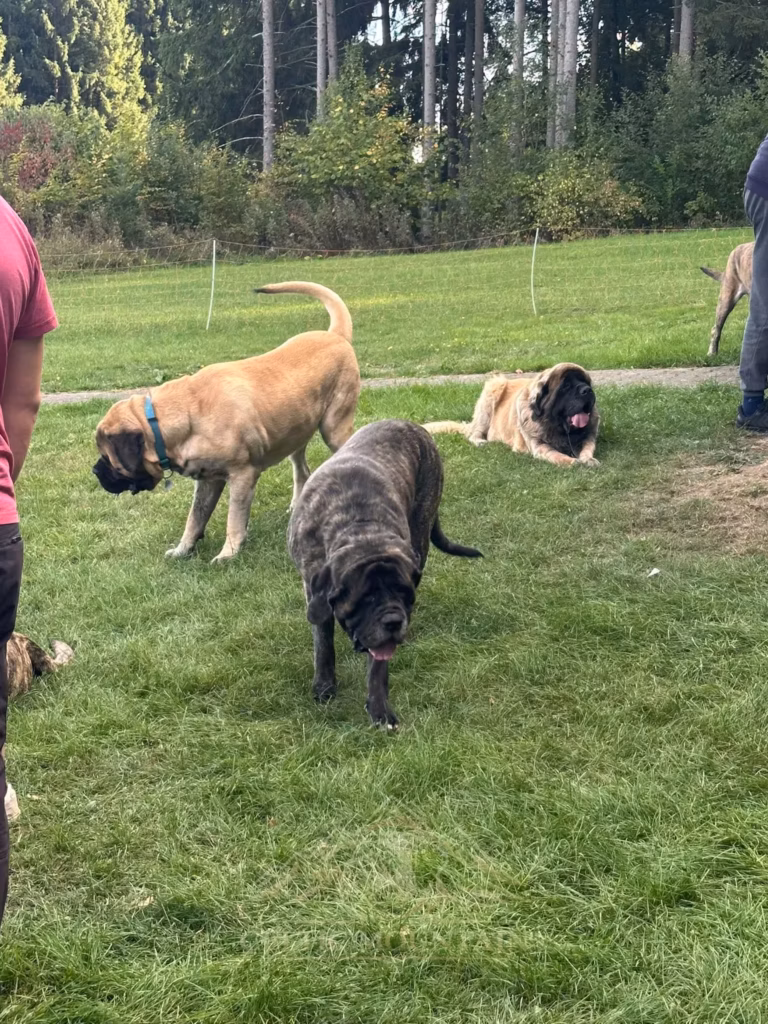 Ein gestromter Mastiff läuft auf die Kamera zu; hinter ihm stehen und liegen helle Mastiffs.