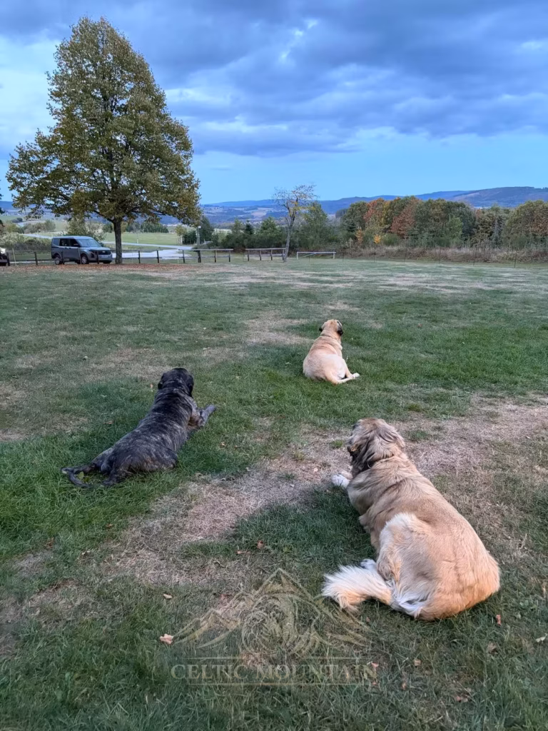 Drei Mastiffs liegen mit dem Rücken zur Kamera auf der offenen Wiese unter blauem Himmel.