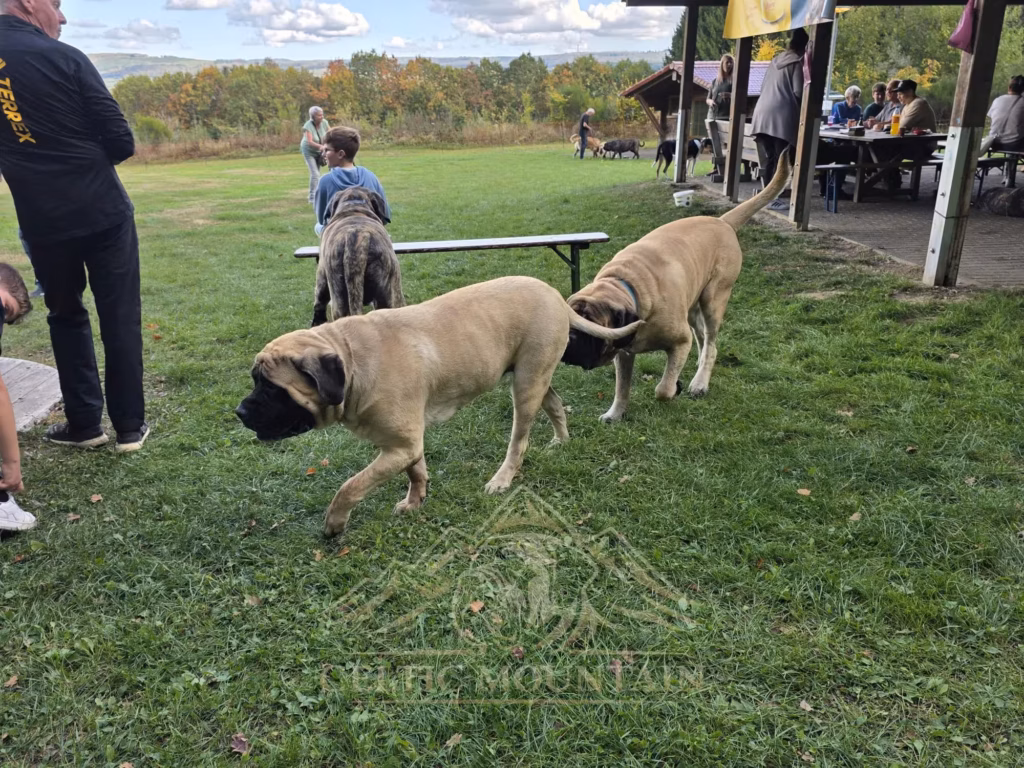 Zwei helle Mastiffs laufen vor den besetzten Bänken der Grillhütte über die Wiese.