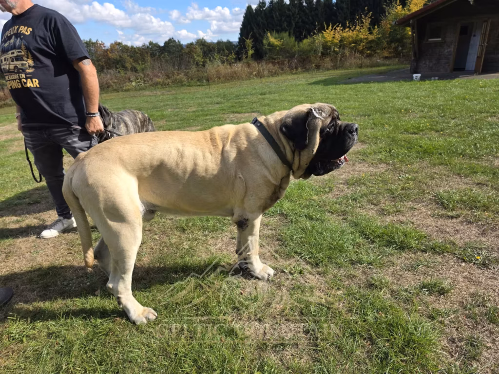 Ein großer heller Mastiff mit dunkler Maske steht seitlich auf der Wiese; ein Gast steht hinter ihm.