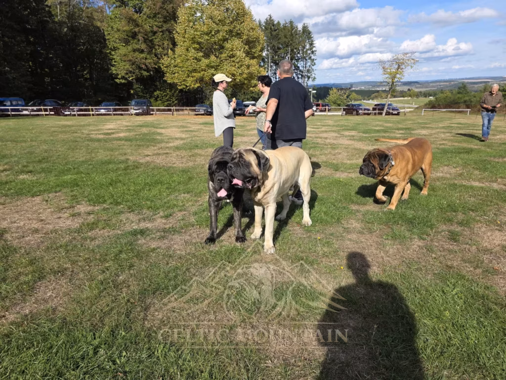 Ein heller und ein gestromter Mastiff laufen zur Kamera; ein rotbrauner Hund und Gäste sind dahinter zu sehen.