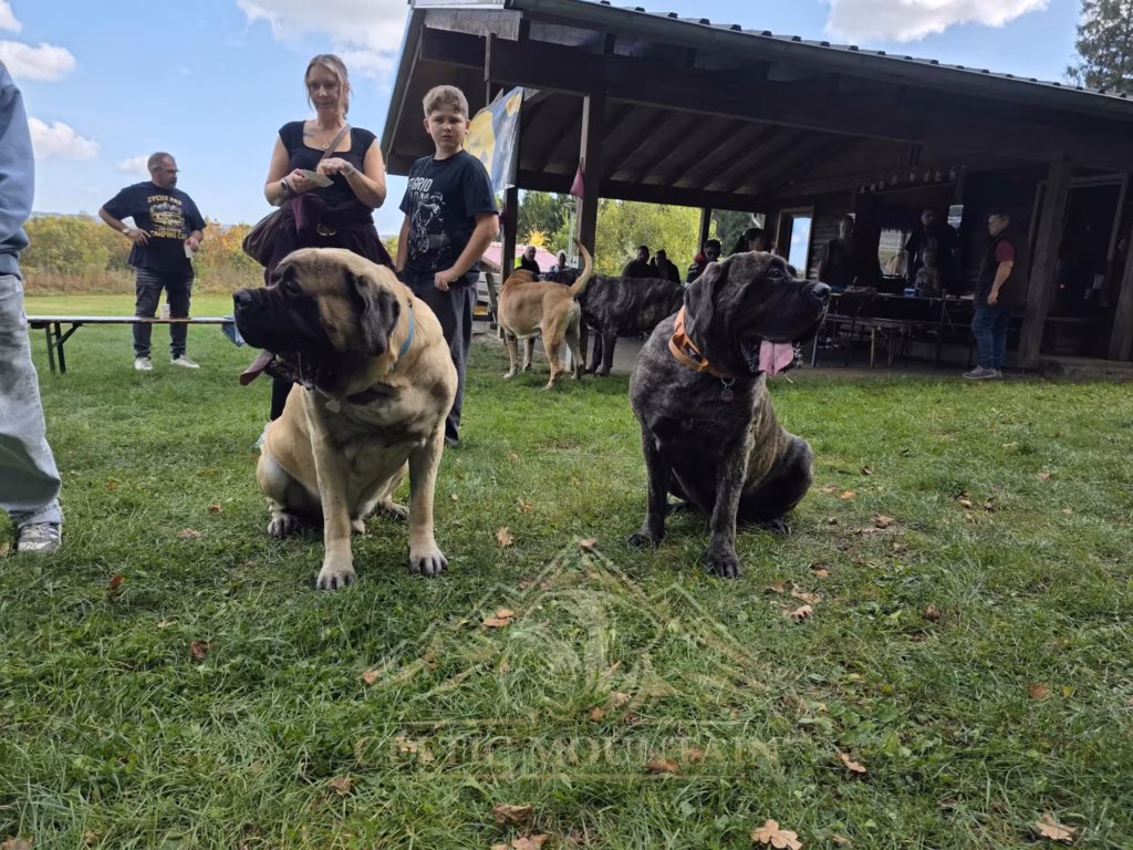 Ein heller und ein gestromter Mastiff sitzen vor zwei Gästen auf der Wiese neben der Grillhütte.
