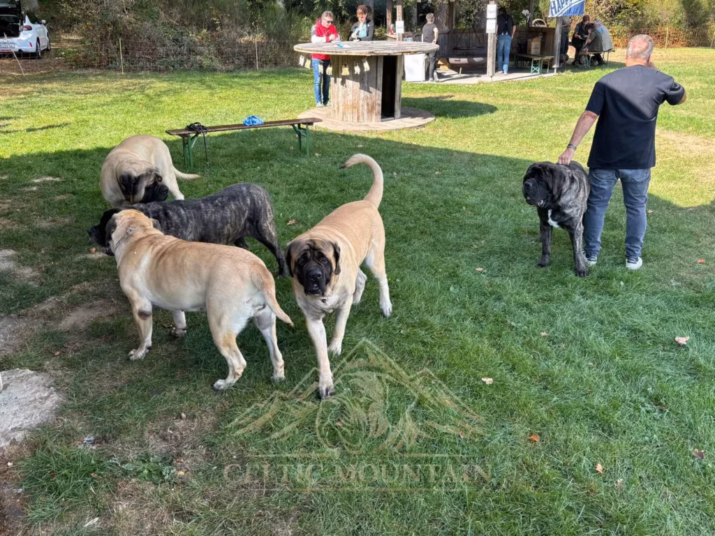 Mehrere helle und gestromte Mastiffs stehen auf der Wiese bei einem Gast und einer Holzbank.