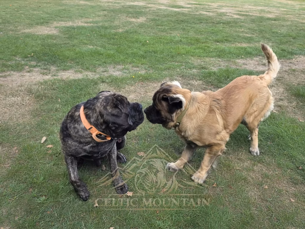 Ein heller Mastiff hebt eine Vorderpfote und berührt mit der Nase einen gestromten Mastiff mit orangefarbenem Halsband.