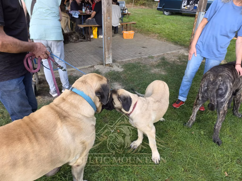 Ein heller Mastiff mit blauem Halsband beschnuppert einen kleineren hellen Hund zwischen den Gästen.