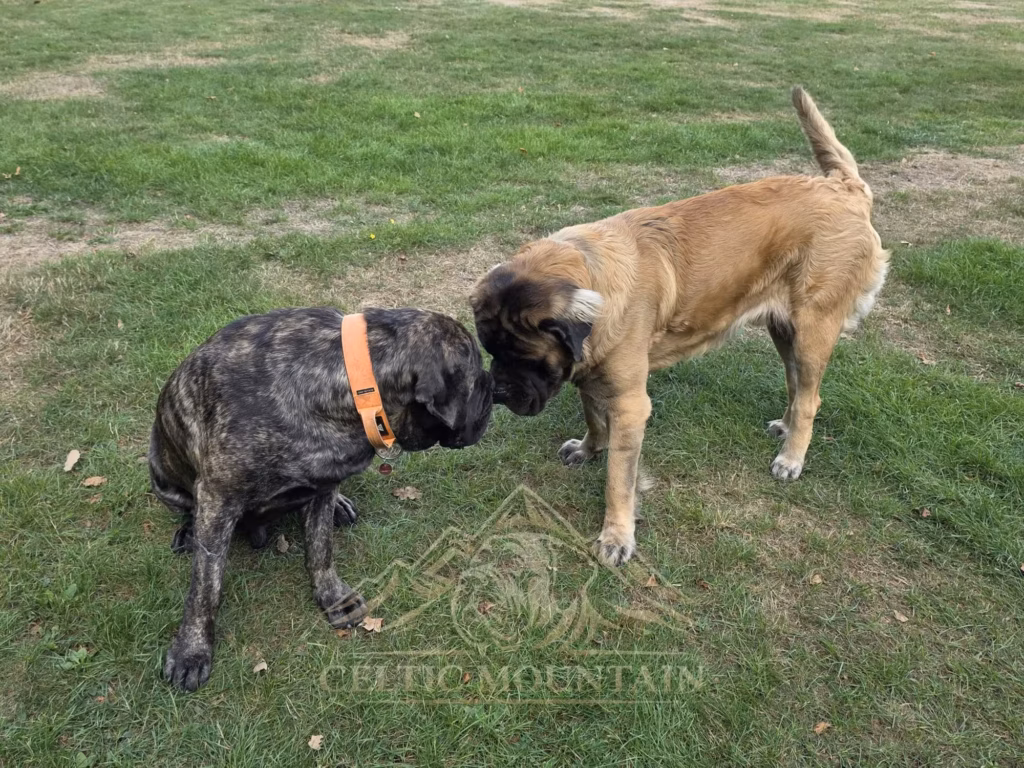 Ein heller und ein gestromter Mastiff mit orangefarbenem Halsband stehen Nase an Nase auf der Wiese.