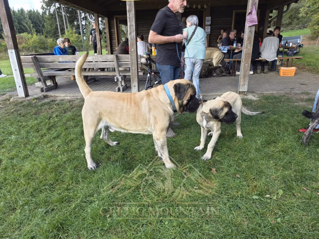 Ein heller Mastiff mit blauem Halsband und ein kleinerer heller Hund beschnuppern sich vor der Grillhütte.