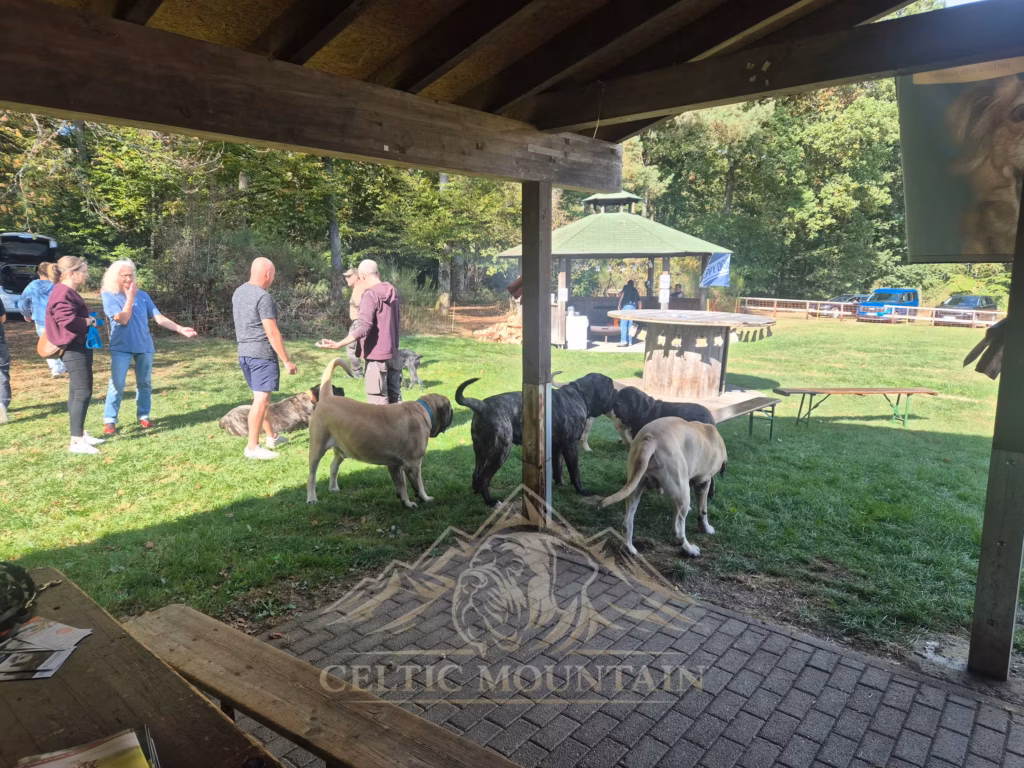 Mehrere Mastiffs stehen unter dem Dach der Grillhütte, während Gäste auf der Wiese sprechen.