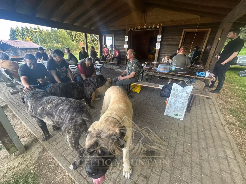 Ein heller Mastiff steht nah vor der Kamera; gestromte Hunde und viele Gäste sind in der Grillhütte zu sehen.