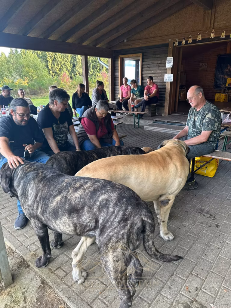 Ein gestromter und ein heller Mastiff stehen zwischen den besetzten Bänken in der Grillhütte.