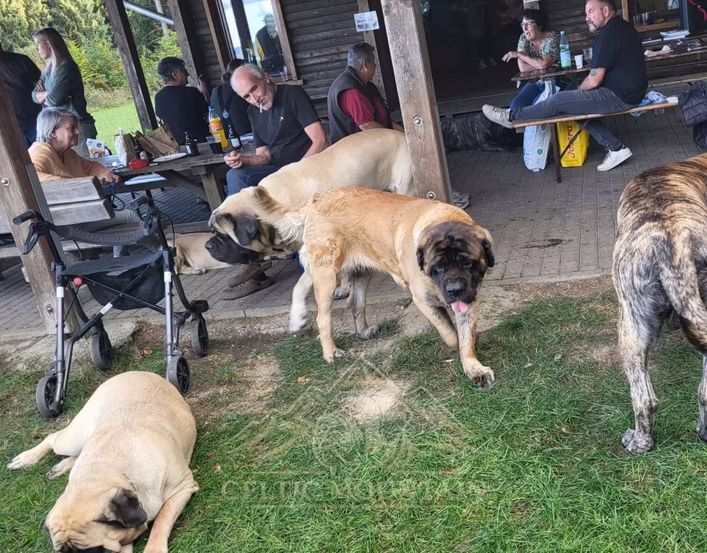 Mehrere Mastiffs stehen und laufen vor den besetzten Bänken der Grillhütte; ein heller Hund liegt im Gras.