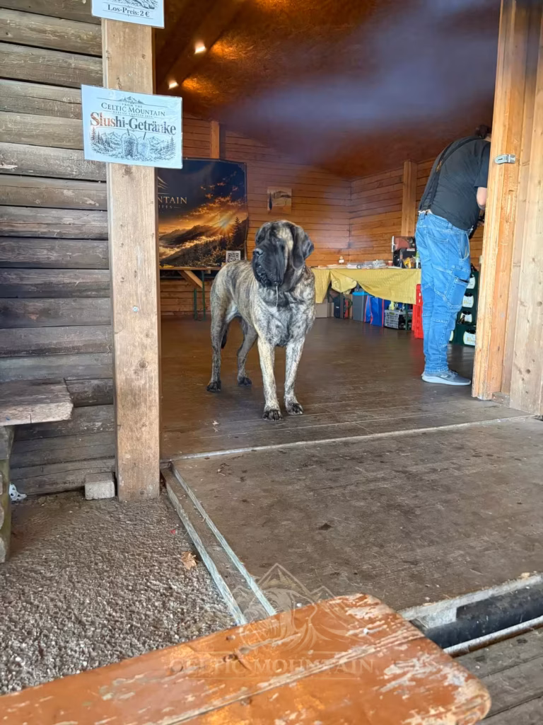 Ein gestromter Mastiff steht im offenen Eingang der Holzgrillhütte und schaut nach draußen.