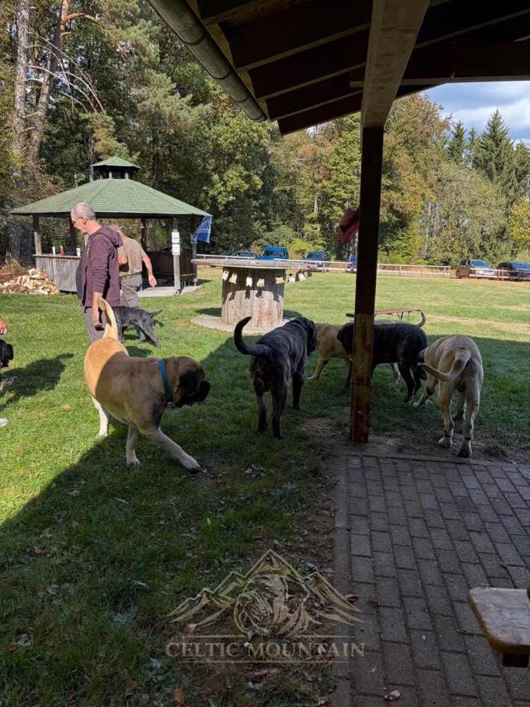 Mehrere helle und gestromte Mastiffs stehen unter dem Vordach der Grillhütte am Rand der Wiese.
