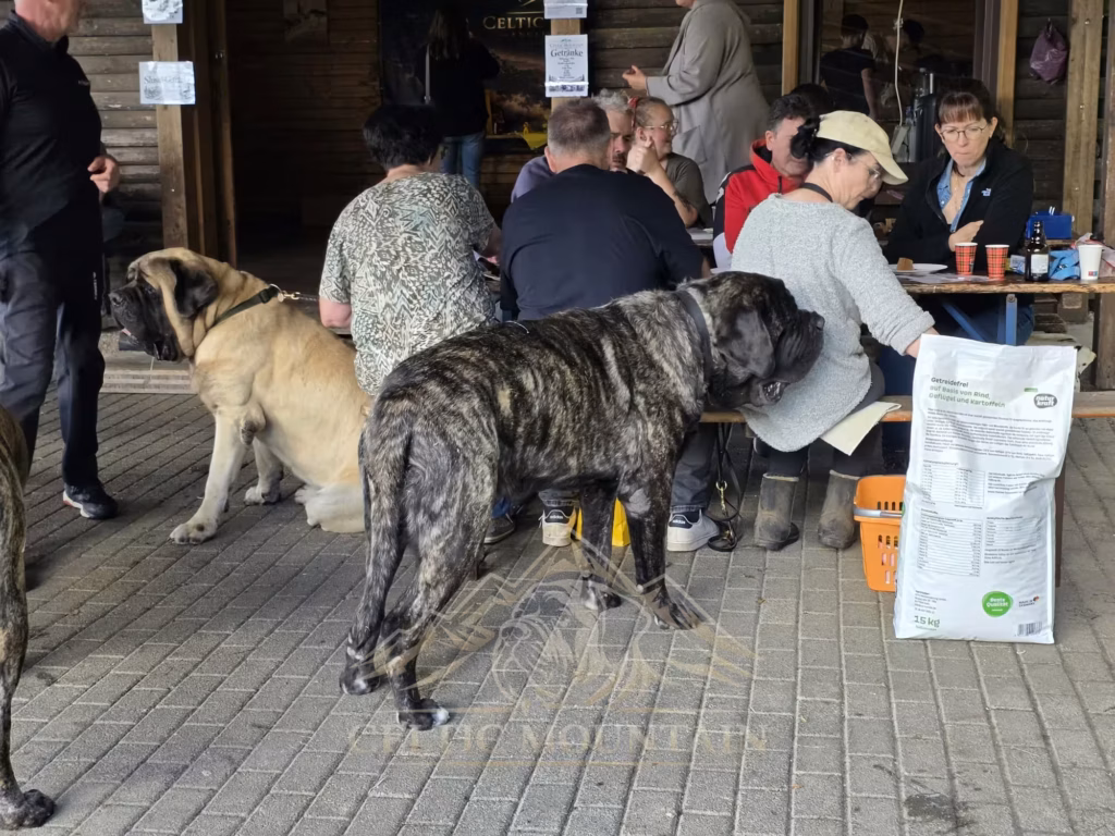 Ein gestromter und ein heller Mastiff stehen neben besetzten Bänken in der Grillhütte.