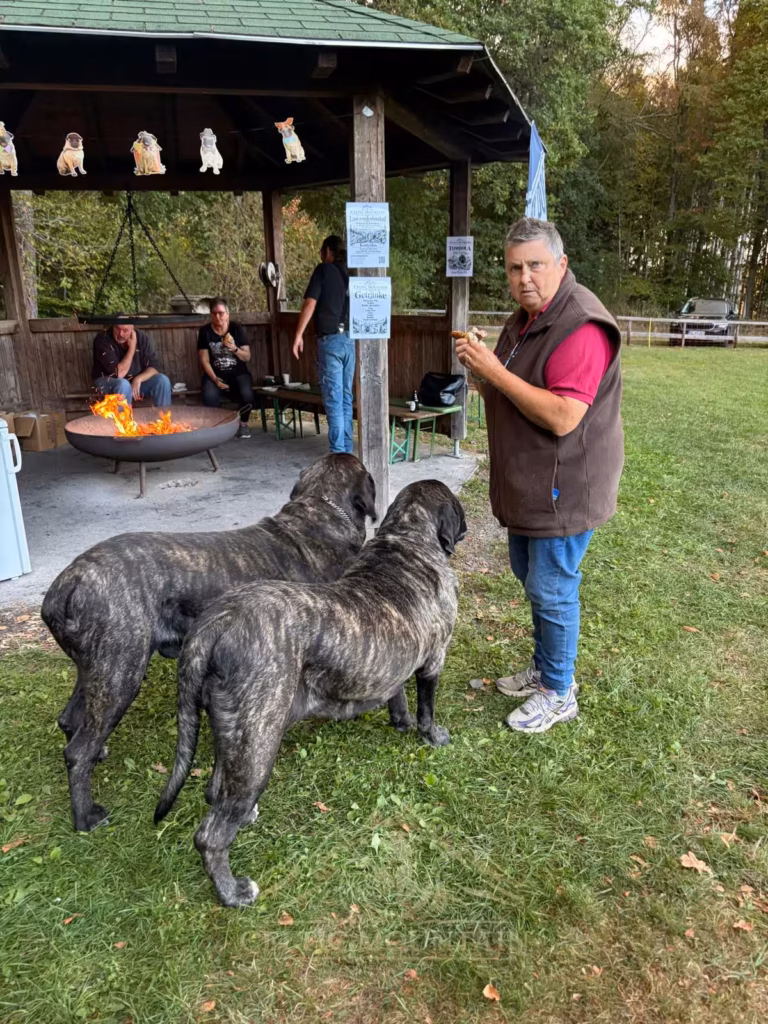 Zwei gestromte Mastiffs schauen zu einem Gast mit Essen in der Hand; im Pavillon brennt ein Feuer.