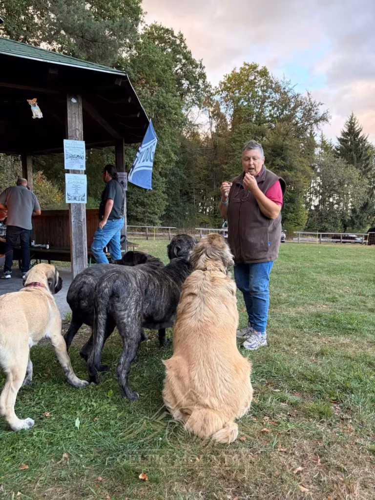 Ein Gast hält Essen in der Hand; mehrere Mastiffs stehen vor ihm, ein heller Hund sitzt mit dem Rücken zur Kamera.