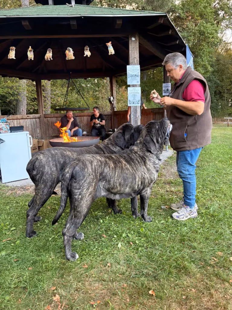 Zwei gestromte Mastiffs stehen vor einem Gast mit Essen in der Hand; dahinter ist der Pavillon zu sehen.