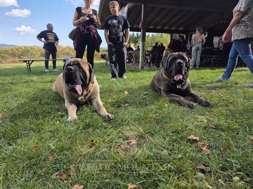 Ein heller und ein gestromter Mastiff liegen nebeneinander auf der Wiese; ihre Menschen stehen hinter ihnen.