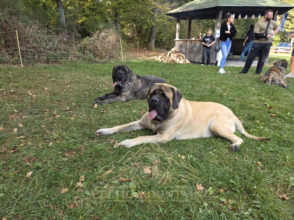Ein heller und ein gestromter Mastiff liegen mit erhobenen Köpfen auf der Wiese; dahinter steht der Pavillon.
