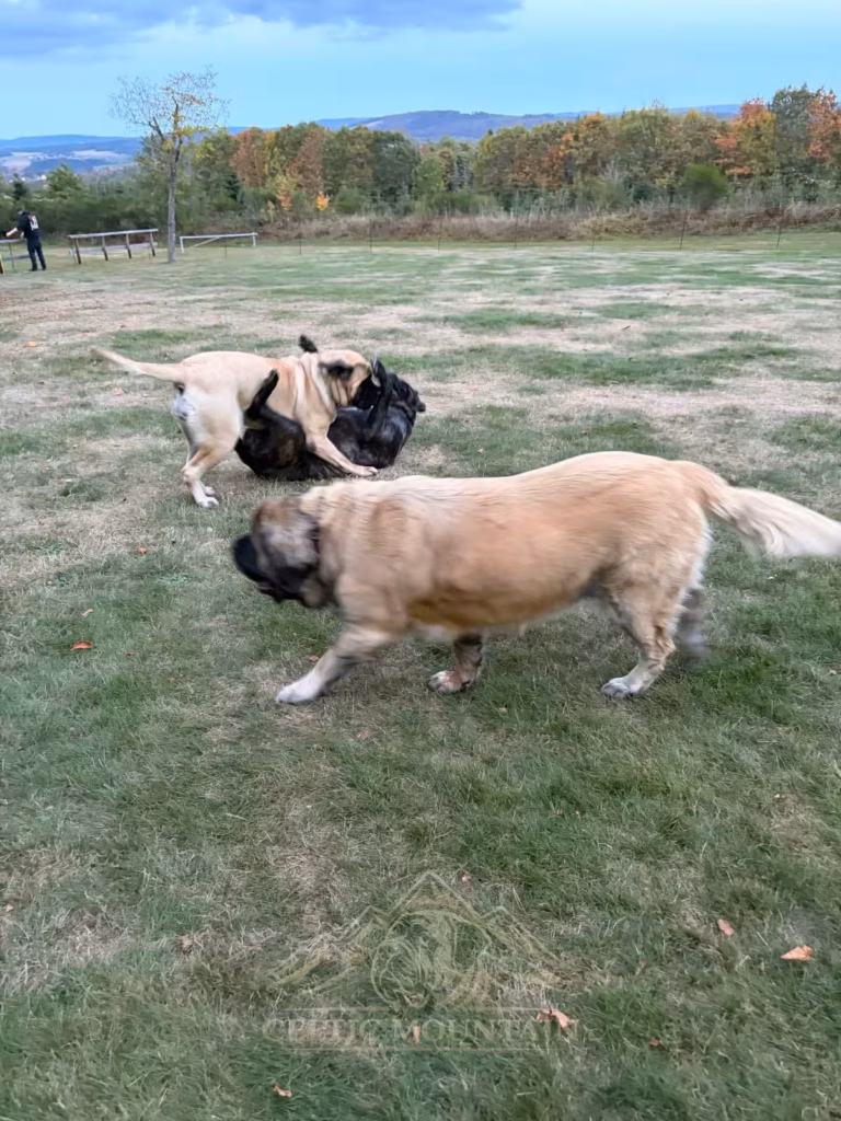 Mehrere helle Mastiffs spielen auf der Wiese; im Hintergrund liegt ein dunkler Hund auf dem Rücken.