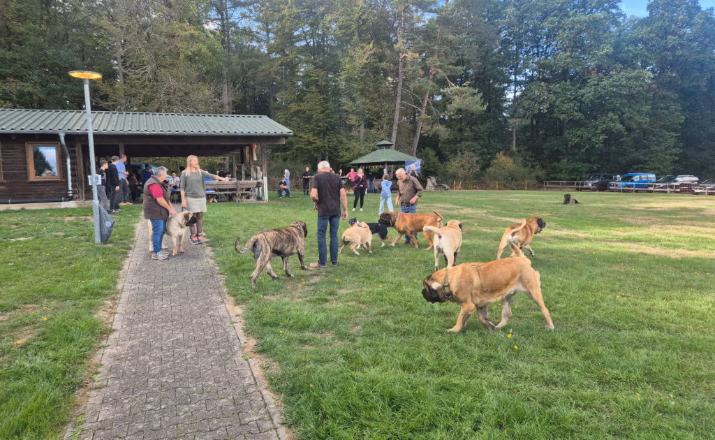Mehrere Mastiffs und ihre Menschen stehen auf der sonnigen Wiese zwischen Weg, Grillhütte und Pavillon.