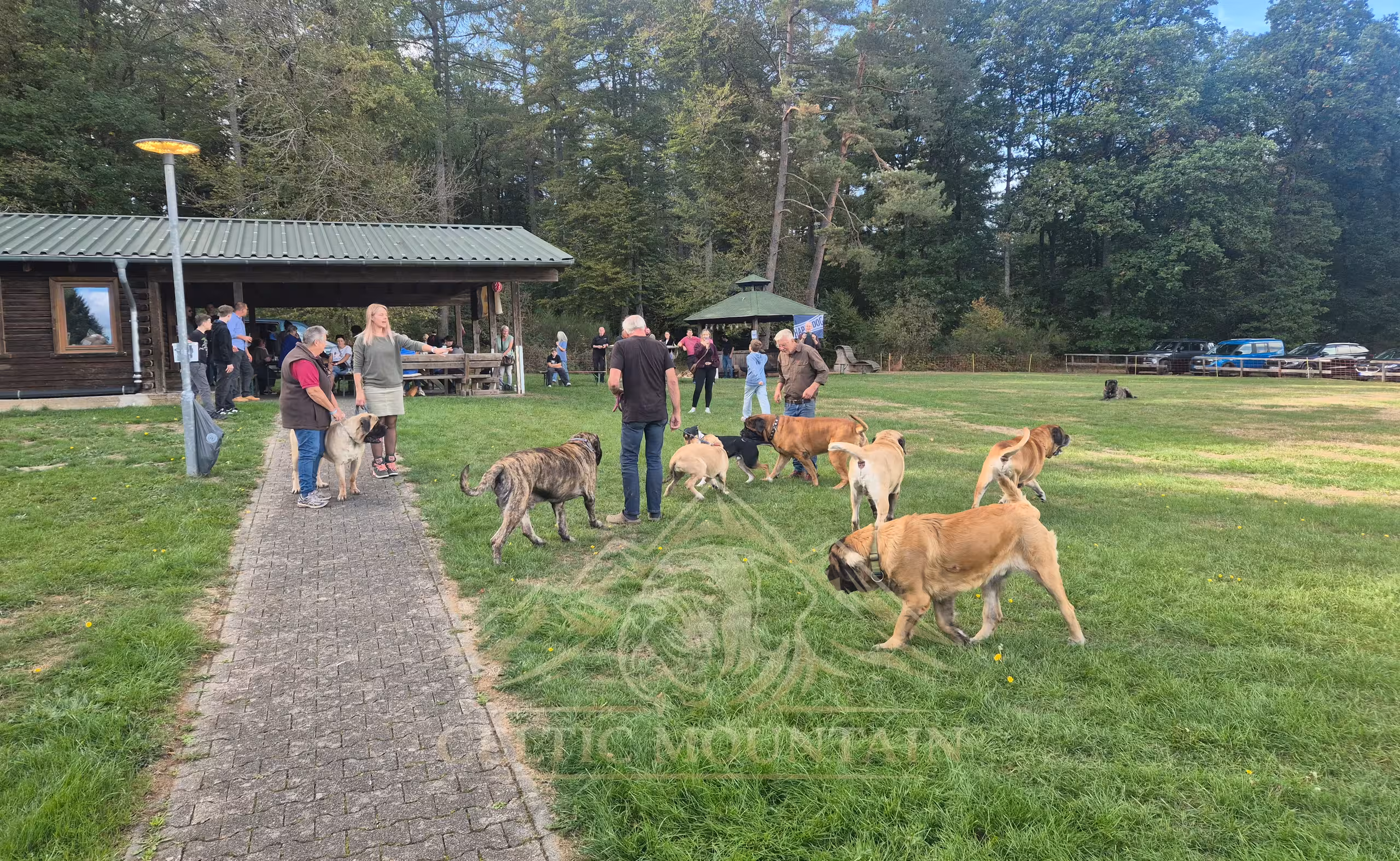 Several English Mastiffs and their people stand on the sunny meadow between the path, barbecue hut and pavilion.