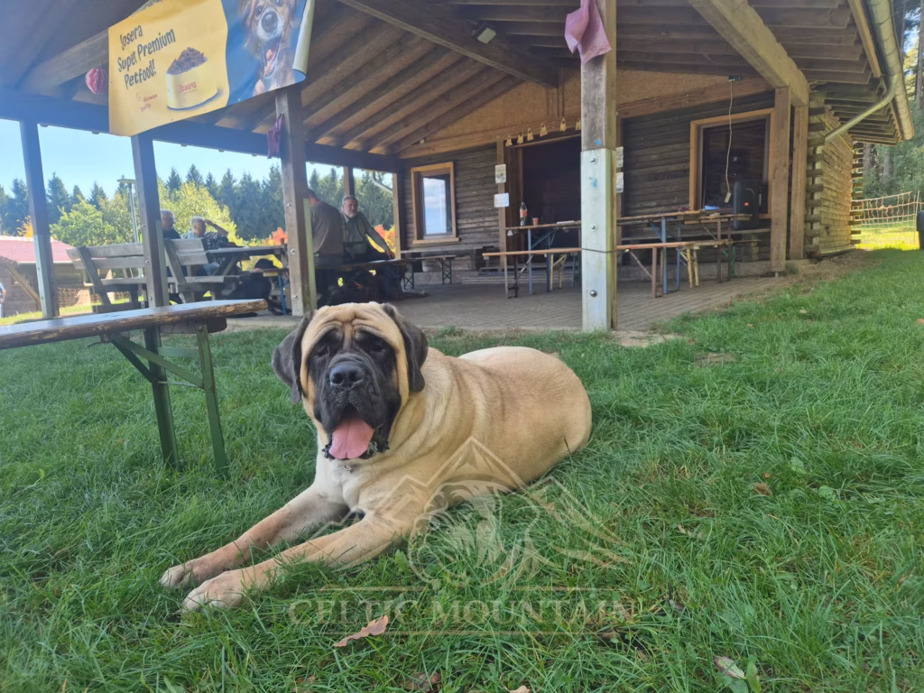 Ein beigefarbener Mastiff liegt mit ausgestreckten Vorderpfoten auf dem Gras vor der Grillhütte.