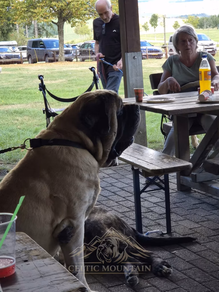 Ein heller Mastiff sitzt neben einem Biertisch in der Grillhütte; ein gestromter Hund liegt hinter ihm.